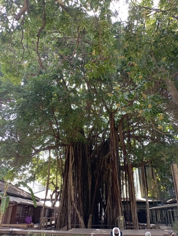 臺中文學館-認識臺中文學館-園區植物