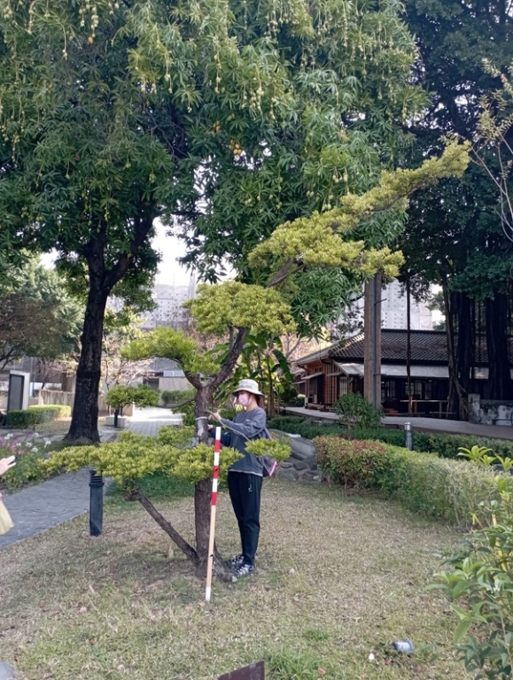 蘭嶼羅漢松
