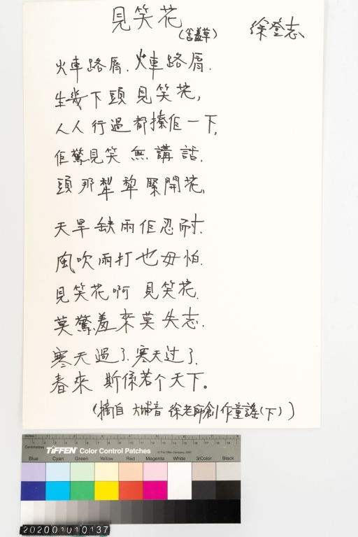 見笑花 (含羞草)